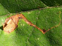 (American Sycamore) (Sycamore Leafminer Moth) upperside mine on American Sycamore