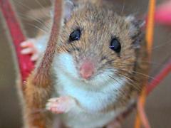 (Staghorn Sumac) (White-footed Mouse) female on Staghorn Sumac