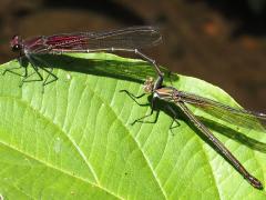 (American Rubyspot) tandem (American Rubyspot) tandem