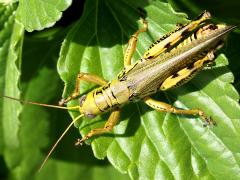 (Differential Grasshopper) male dorsal (Differential Grasshopper) male dorsal