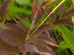 (Pasture Rose)