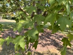 (Sugar Maple) leaves (Sugar Maple) leaves