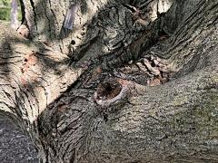 (Sugar Maple) trunk (Sugar Maple) trunk