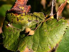 (American Linden) fruit (American Linden) fruit