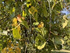 (American Linden) leaves (American Linden) leaves