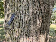 (American Linden) trunk (American Linden) trunk