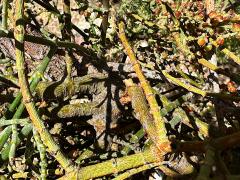 (Catclaw Acacia) (Mesquite Mistletoe) bark on Catclaw Acacia